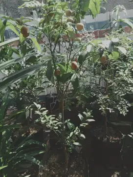 tanaman tambulapot jeruk nagami
