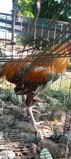 Ayam kp jago jali
