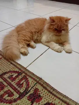 Kucing persia jantan