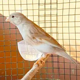 Kenari Blaktrout Jantan