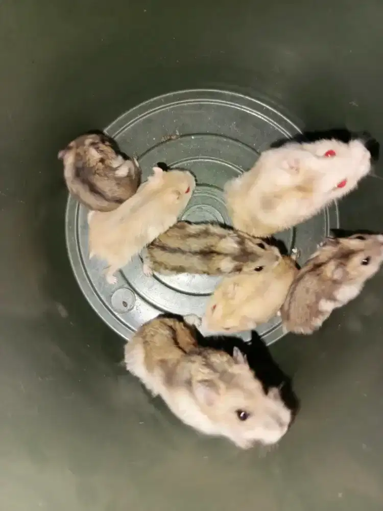 Hamster Winter White