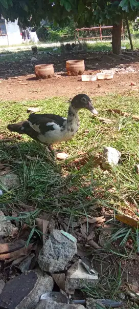 Mentok muda betina
