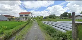 Tanah Murah Kaliurang km 10 Sardonoharjo; Sleman,