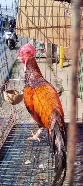 Ayam berkisar merah