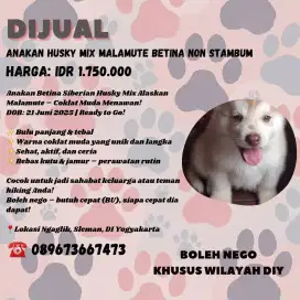 ANAKAN HUSKY MIX MALAMUTE BETINA NON STAMBUM