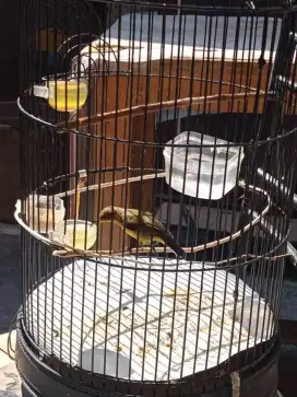 Burung ijoan dari Jawa Prospekan