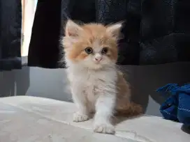 Kucing Persia Mix Norwegian (Anggora)