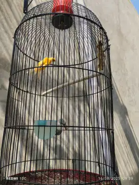 Burung kenari af