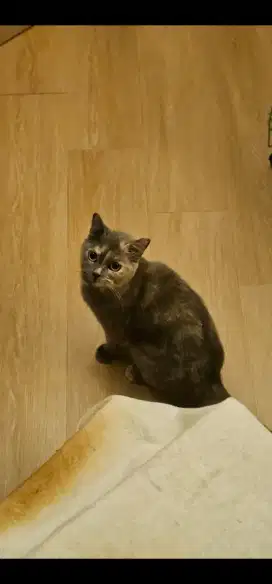 BSH BRITISH SHORTHAIR TORTI BETINA HAMIL