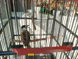 Burung kutilang