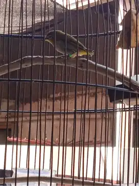 Burung Pleman prospek ngalas