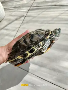 Kura kura brazil