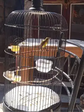 Burung ijoan dari Jawa Prospekan