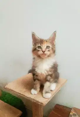 Kitten MaineCoon Betina Pure No mix. Induk ped Cfa Maine Coon