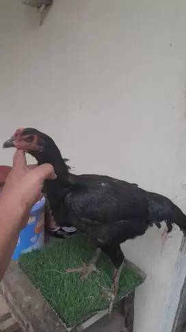 Ayam bangkok jenis koygon