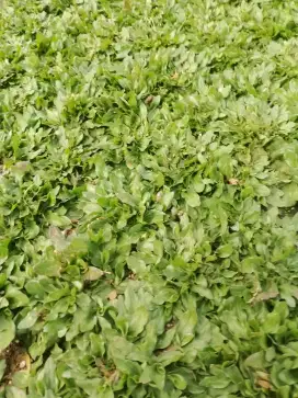 Rumput Gajah Mini