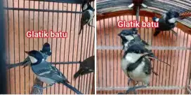 Gelatik Batu Lokal