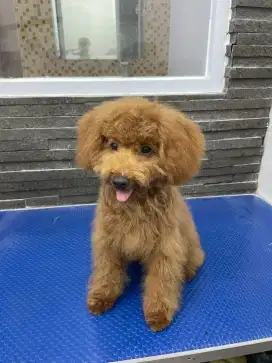 Di jual anak Doggy Poddle 1 Tahun