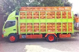 Supir bebek hidupan
