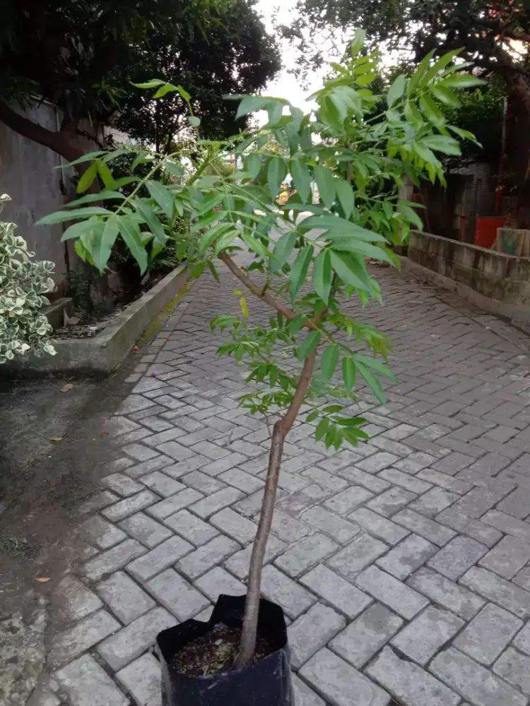 Tanaman Buah Kedondong Bangkok