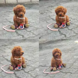Red Toy Poodle jantan (lengkap)