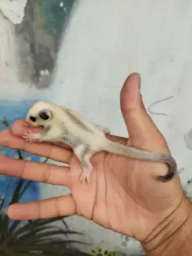 Sugar Glider platinum