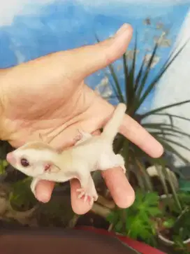Sugar Glider creamino