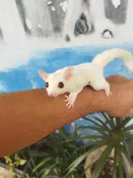 Sugar Glider white cream betina