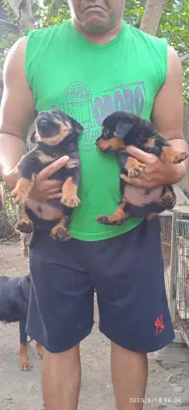 Puppies rottweiler non stbm