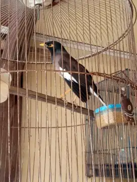 Burung Jalak Nias