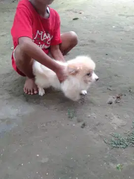 Super minipom jantan 4,5bln
