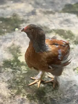 Ayam Brahma murni remaja