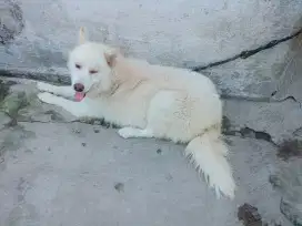 Husmut (husky malamut)