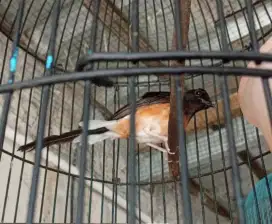 LC Murai Batu xxx
