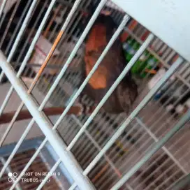 Burung butbut remaja