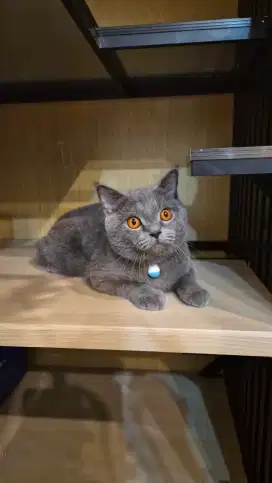 Kucing British Short hair