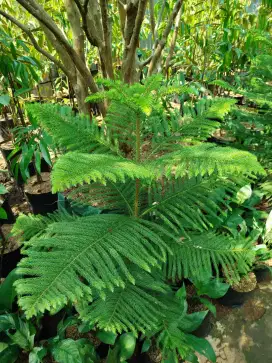 Cemara norpok ukuran 80cm - 1 meter