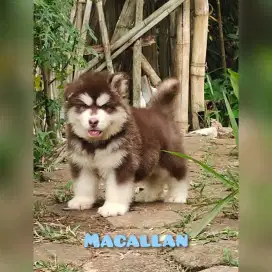 Ready for sale Alaskan malamute puppy