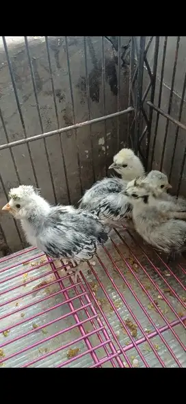 Anakan poland dan silkie
