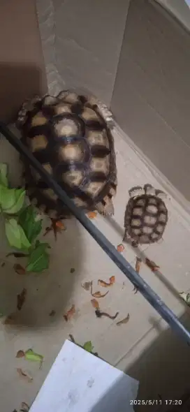 Kura kura sulcata