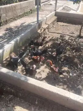 Ayam Pelung Tampomas
