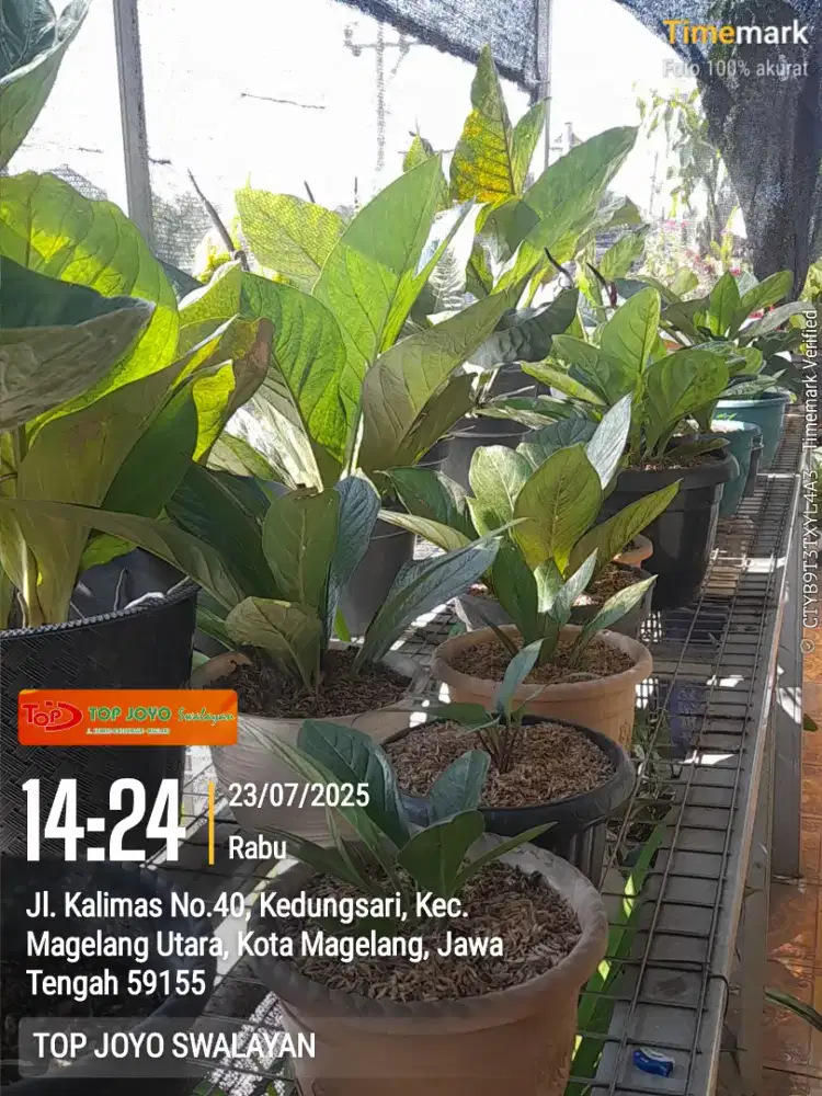 Tanaman Hias Jemani dll