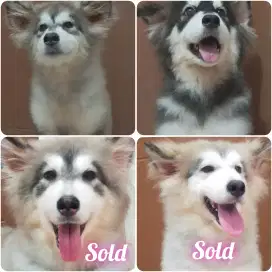 Jual Borongan Alaskan Malamute