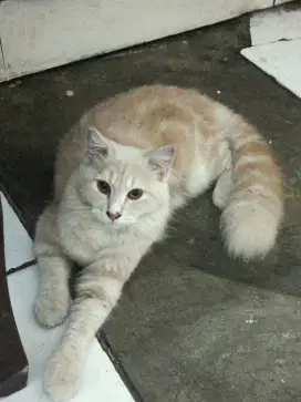Open adopt Kucing usia 6 bulan