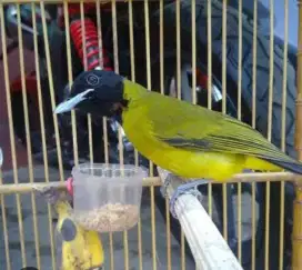 burung samyong gacor lepas trotol