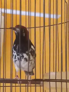 Burung Anis Kembang