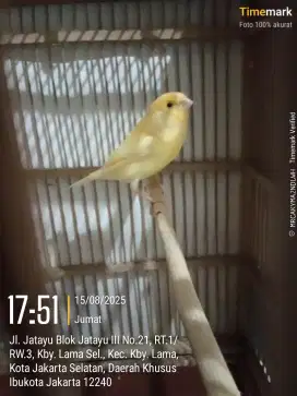 Burung kenari paud
