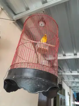 Di jual burung kenari DAN lovberd + kandang minat wa