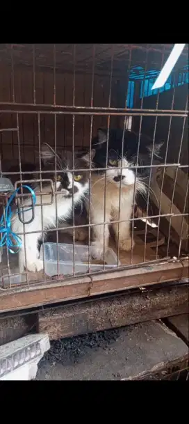 Kucing Persia Medium