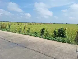 TANAH SAWAH DI DESA SUMBERJO KIDUL, SUKOSEWU BOJONEGORO